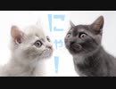 #30 主役は僕やで、いや僕やで　成長記録フォト Growth record photo of kittens