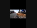 島のボス猫が他の猫に睨みを利かせながらパトロール#Shorts【野良猫】【感動猫】