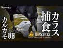 0418C②【カラスの捕食】カルガモの悲劇、食べられる卵。親子セキレイ生まれてる？コガモの鳴き声、カワセミ飛び込み　#カルガモ親子　#カラス　#身近な生き物語
