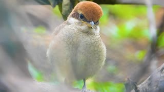 モズがかわいい