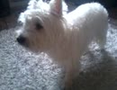 犬がリンゴを食べるように聞こえる [West Highland White Terrier]