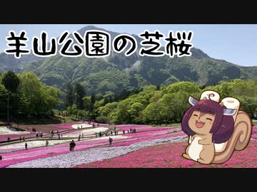 芝桜の丘を見に行きませんか？～羊山公園の芝桜編～【VOICEROID旅行】