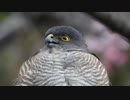 ツミの鳴き声