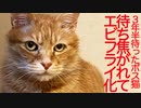 3年半迎えを待ったボス猫、待ち焦がれてエビフライになる