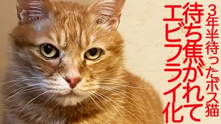 3年半迎えを待ったボス猫、待ち焦がれてエビフライになる