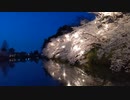 【2022春】夜の高田城址公園
