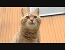 ごきげんなタタルさん