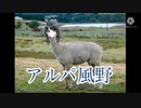 アルパ風野