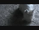 犬がリンゴを食べるように聞こえる 2 [West Highland White Terrier]