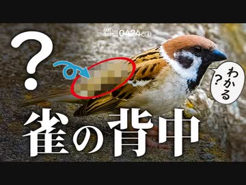 0424c スズメの背中の色と模様が予想外 怒り雀とケンカ後の鳴き声 ケガした悲劇の渡り鳥が羽ばたいた オオバン 橋の下には鳩とセキレイの巣 スズメ 身近な生き物語 雀 ニコニコ動画
