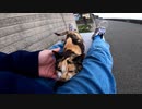 猫島の猫が初対面のおっさんに・・・！？【野良猫】【感動猫】
