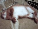 うさぎ寝姿