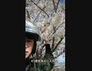 【47歳独身】の花見 #shorts 2022.4.5