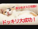 美少年オス三毛猫、ドッキリ大成功で抜群のリアクションを見せる