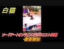 白猫　ソードアートオンラインコラボクエスト攻略　調査開始　キリト・アスナ・ユージオ・シノン・リーファ　ＳＡＯコラボガチャキャラ　＃８　【白猫プロジェクト】