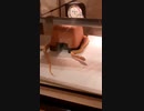 自分のうんこにちょっと驚くへび