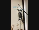 我が家のおチビさん part2