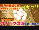 珍しい】LLサイズなガチョウの卵が意外な味だった！！ - ニコニコ動画