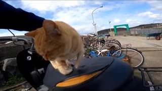 こいつ動くぞ！？今にも原チャリを運転しそうな野良猫#Shorts【野良猫】【感動猫】