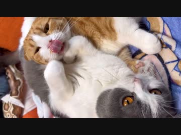 むぎゅ
