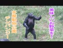 美味しいお野菜を！チンパンジー(多摩動物公園)