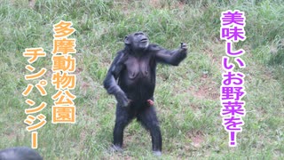 美味しいお野菜を！チンパンジー(多摩動物公園)