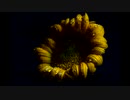 続・好きな音楽テーマ別うｐ・暗花編