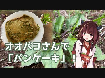【思い切って野草を食べてみよう】#66 オオバコさんで「パンケーキ」！