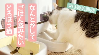 どうにかしてごはん出したい猫