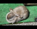 ウサギを眺めるだけ その1