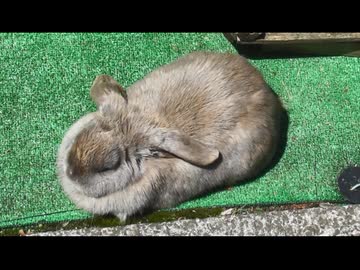 ウサギを眺めるだけ その1