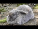 ウサギを眺めるだけ その2