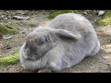 ウサギを眺めるだけ その2