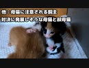 妹に踏まれて髪の毛ボサボサになっちゃったあ『可愛い赤ちゃん子猫』