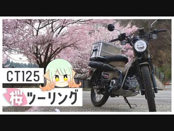 【ハンターカブ】南信州でサクッとお花見ツーリング【ゆっくり車載】
