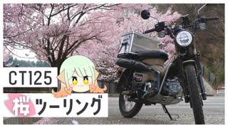 【ハンターカブ】南信州でサクッとお花見ツーリング【ゆっくり車載】