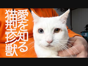 オッドアイの猫型珍獣、愛を知り猫の責務を果たす