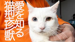 オッドアイの猫型珍獣、愛を知り猫の責務を果たす