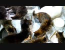 今週のおやつ（本隊）【蒼民家の猫々】