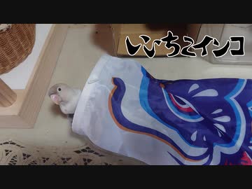 強くて逞しい仔に育ってね！
