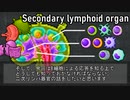 【ゆっくり解説】二次リンパ器官