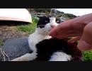 猫島での交尾は劇的に始まる【野良猫】【感動猫】