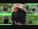 変なおじさんとこの　鶏さん２８９　矮鶏子さんスナップとその日常