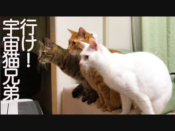 珍妙ウチューネコ兄弟、満開の桜の下からの縁