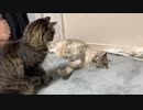 ホモと見る猫達の戯れ