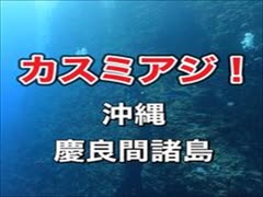 カスミアジ！沖縄ダイビング