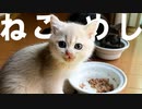 #31 ねこめし Lunch time #ASMR