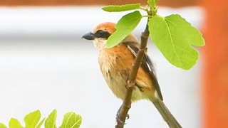 あまや鳥（モズ）