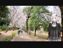 紲星あかりと行く春の多摩湖自転車歩行道３