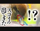 0424C②【かわいい巣立ち雛がヤバいの吐いた】捕食者モズ親子の餌やり夫婦で子育て。ムクドリを襲う。スズメの巣材集め　#モズ　#餌やり　#身近な生き物語